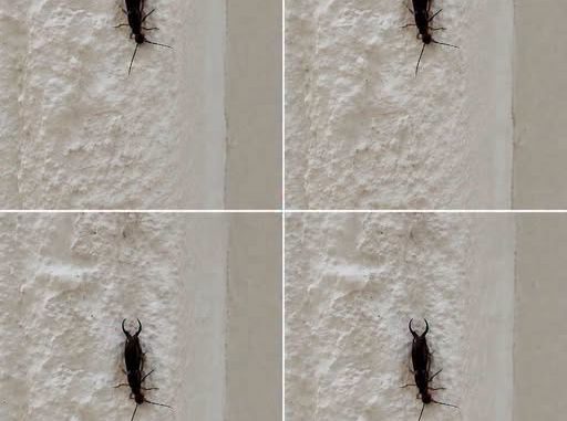 Found an Unfamiliar Insect Inside Your Home? Here Are the Most Common ...
